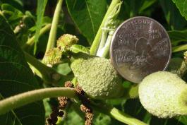 Photo of still-small black walnut fruit developing on the tree, with a quarter next to it for scale