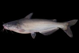 Blue catfish side view photo with black background