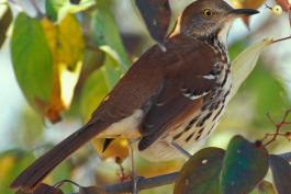 Photo of a brown thrasher perched amid tree branches.