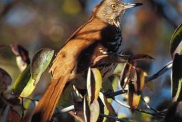 Photo of a brown thrasher lurking in a tree.