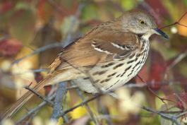 Photo of a brown thrasher perched on a branch.
