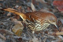 Photo of a brown thrasher foraging on the ground.