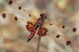 Calico pennant dragonfly perched on a twig
