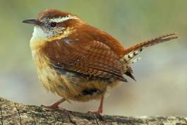 Photo of a Carolina wren perched on a branch, feathers fluffed out.