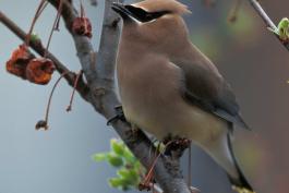 Photo of a cedar waxwing perched on a branch.