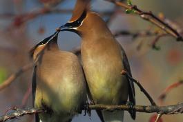 Photo of two cedar waxwings, bill-to-bill, sharing a berry.