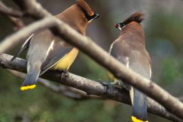 Photo of two cedar waxwings, perched on a branch.