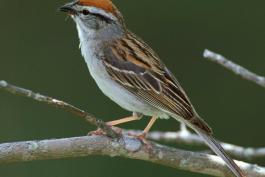 Photo of a chipping sparrow adult in breeding plumage.