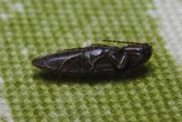 Click beetle on its back, legs tucked in, playing dead