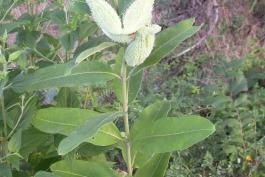 Photo of a common milkweed plant showing leaves and developing seedpods
