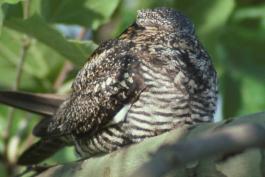 Photo of a common nighthawk on a sycamore branch in the sun.