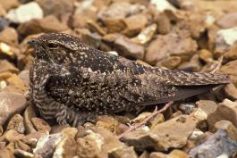 Photo of a common nighthawk on a chert gravel surface.