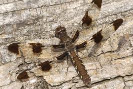 Female common whitetail dragonfly perched on a weathered wooden surface