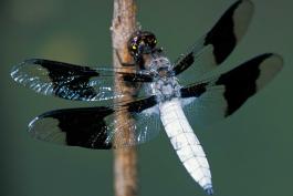 Male common whitetail dragonfly perched on a twig
