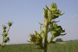Photo of the involucre of compass plant flowerheads