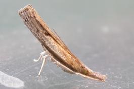 Photo of a sod webworm adult moth on a window with hind end propped up