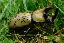 Male eastern Hercules beetle walking in grass