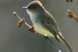 Photo of an eastern phoebe perched on a small branch.