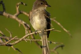 Photo of a juvenile eastern phoebe, perched.
