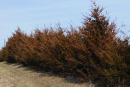 A line of eastern red cedars showing bronze or reddish foliage