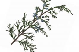 Illustration of eastern red cedar stem, leaves, and fruits.