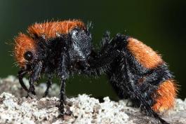 Side view of eastern velvet ant female