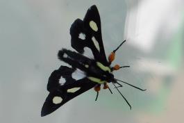Photo of an eight-spotted forester moth resting on a glass window, viewed from above