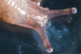 Closeup photo of fieldslug's eye tentacles