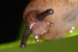 Closeup photo of a fieldslug's head