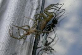 Photo of a grass spider molting near a window frame.