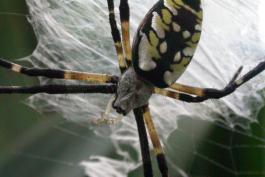 Photo of an adult female black-and-yellow garden spider in her web