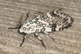 Photo of a giant leopard moth resting on a weathered wooden board