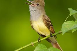 Photo of a great crested flycatcher, perched and singing