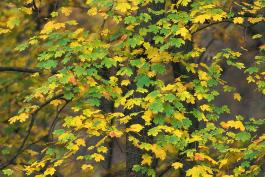 Small sugar maple with fall yellow and green leaves in understory area
