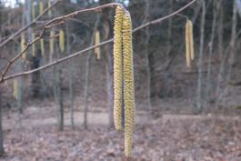 Hazelnut catkins hanging from a branch