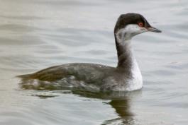 Photo of a horned grebe in winter plumage floating on water