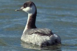 Photo of a horned grebe in winter plumage floating on the water