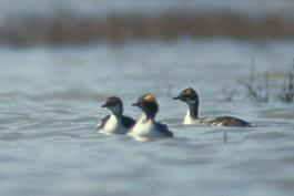 Photo of three horned grebes during spring molt, floating on the water