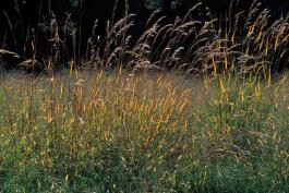 Photo of a colony of Indian grass