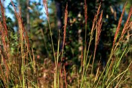 Photo of Indian grass with upright culms