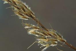 Photo of dried flowerheads of Indian grass, closeup