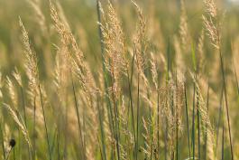 Photo of a field of Indian grass
