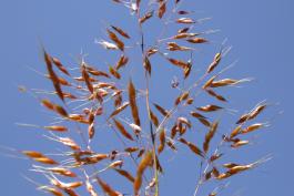 Photo of flowering head of Indian grass