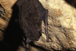 Photo of an Indiana bat hanging in a cave