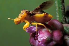 Golden yellow jagged ambush bug on unopened rough blazing star flowerhead, wings extended