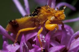 Yellow jagged ambush bug on purple blazing star flowers