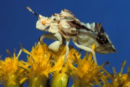 White and brown ambush bug on goldenrod