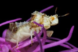 Whitish jagged ambush bug on liatris