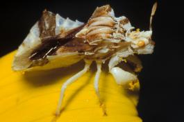 Brown and white jagged ambush bug resting on yellow ray flower