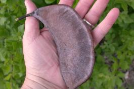 Photo of Kentucky coffee tree pod lying in an outstretched hand